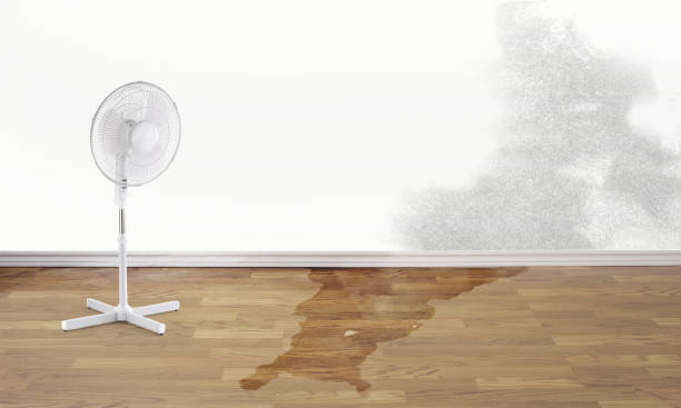 Best Water damage cleanup near me  in Russells Point, OH
